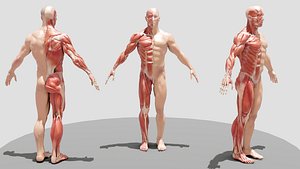 Male Full Body Ecorche