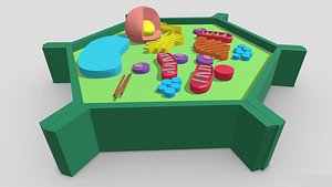 3D Plant cell model