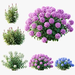 AV Colorful spring bushes Rhododendron Shrub Arboreum and Costus Speciosus Bulbs Crape Malay Ginger model