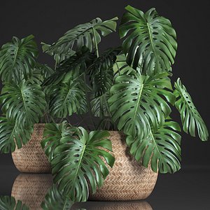 houseplants monstera pot 3D