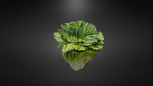 3D Lettuce model