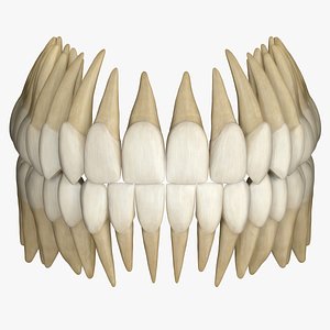 zbrush teeth - 3D model