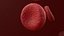 3D Red Blood Cells