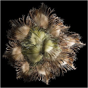 wreath bouquet of dry branches of palm leaves 309
