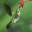 realistic humming bird hummingbird 3d model