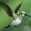 realistic humming bird hummingbird 3d model