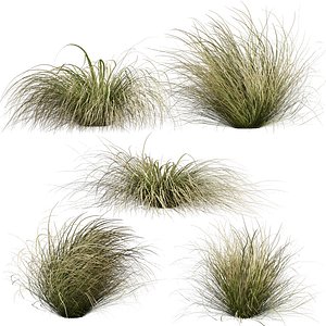 plant vol 949 - Carex - Comans - grass 3D model