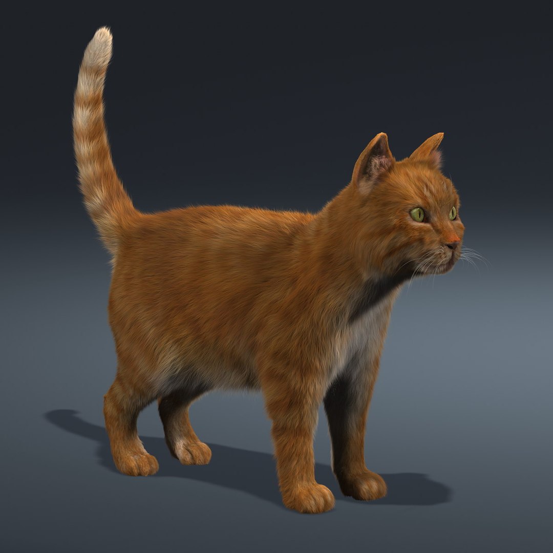 Cats Fur Animations 3d Model