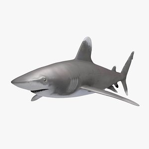 Oceanic Whitetip Shark