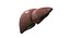 Liver 3D