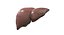 Liver 3D