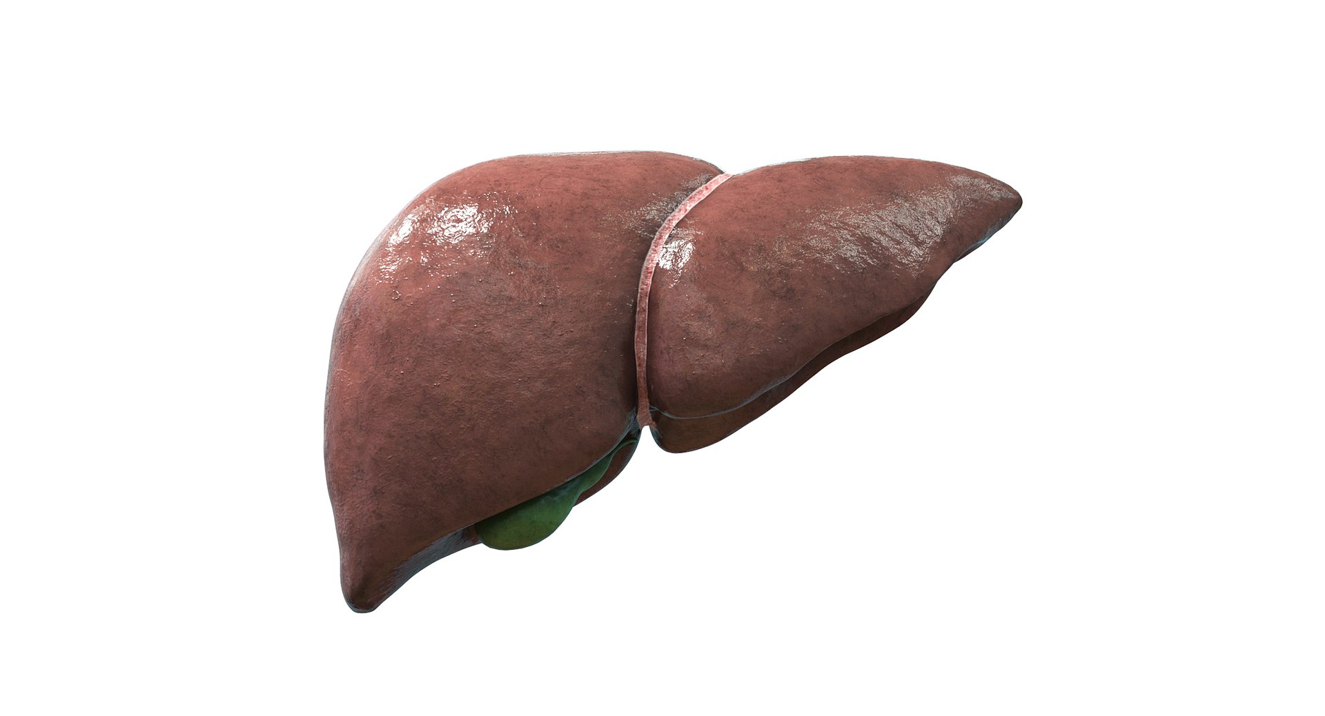 Liver 3D https://p.turbosquid.com/ts-thumb/rJ/s2SNeH/JM/fegato01f/jpg/1763113272/1920x1080/fit_q87/0ec53cc3cd80ee5248d1fb5dc0c81df9186aaa53/fegato01f.jpg