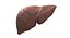 Liver 3D