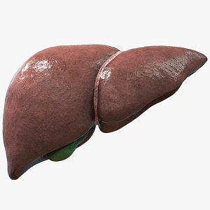 Liver