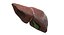 Liver 3D