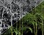 Bamboo Trees 4 (+GrowFX)