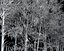 Bamboo Trees 4 (+GrowFX)