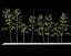 Bamboo Trees 4 (+GrowFX)