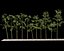 Bamboo Trees 4 (+GrowFX)