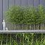 Bamboo Trees 4 (+GrowFX)