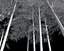 Bamboo Trees 4 (+GrowFX)