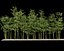 Bamboo Trees 4 (+GrowFX)