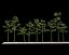 Bamboo Trees 4 (+GrowFX)