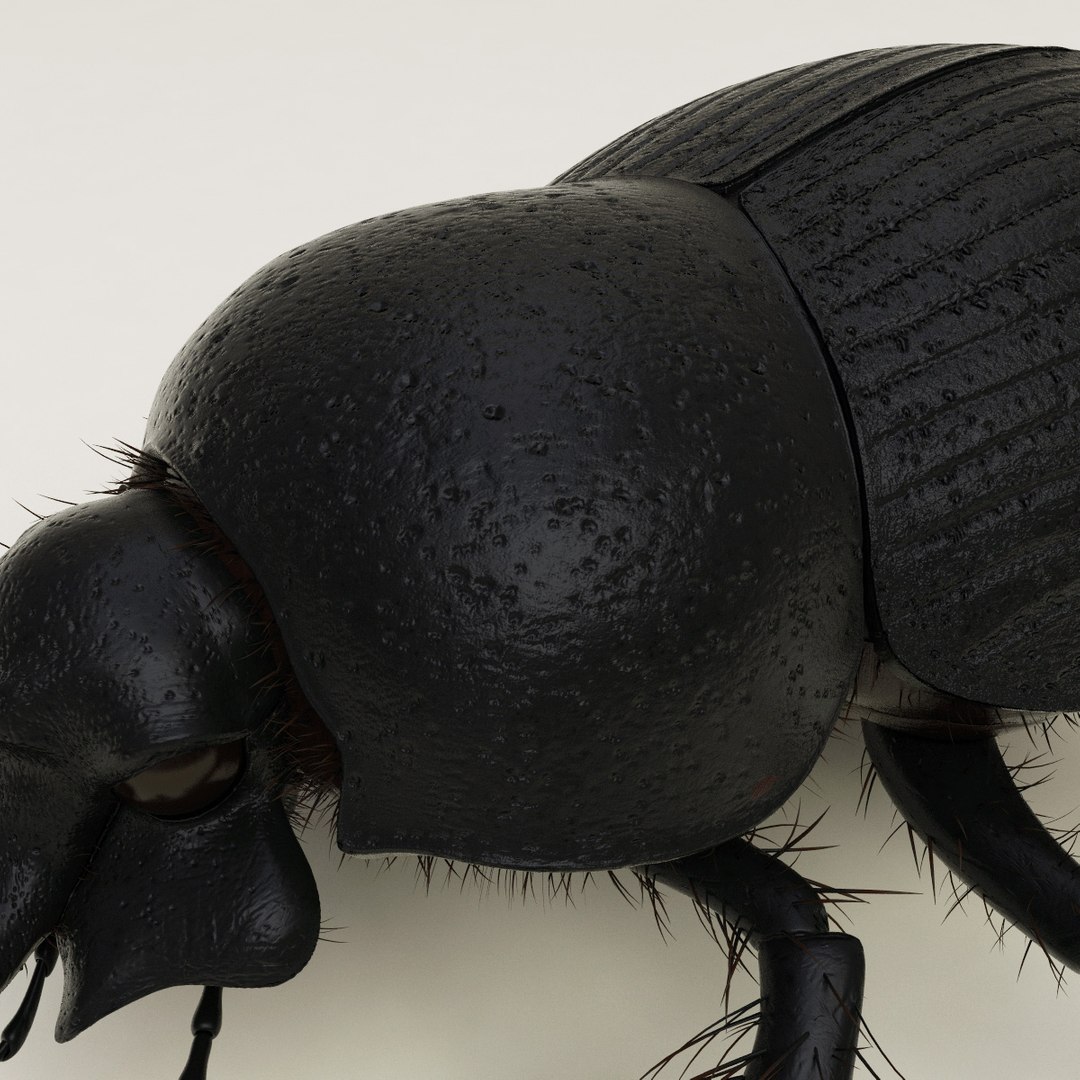 max dung beetle https://p.turbosquid.com/ts-thumb/rJ/uQVh1C/0rUSzHV8/dung_beetle_12/jpg/1315488622/1920x1080/fit_q87/8236865a55c7cd89c746413adf53fff1d7bde223/dung_beetle_12.jpg