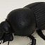 Dung Beetle
