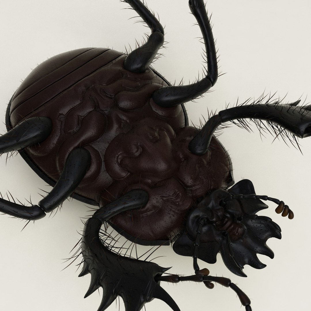 max dung beetle https://p.turbosquid.com/ts-thumb/rJ/uQVh1C/40fjLT8r/dung_beetle_21/jpg/1315488622/1920x1080/fit_q87/926d771653a781f89b4a9f86e1efc9a2f7cb21b7/dung_beetle_21.jpg