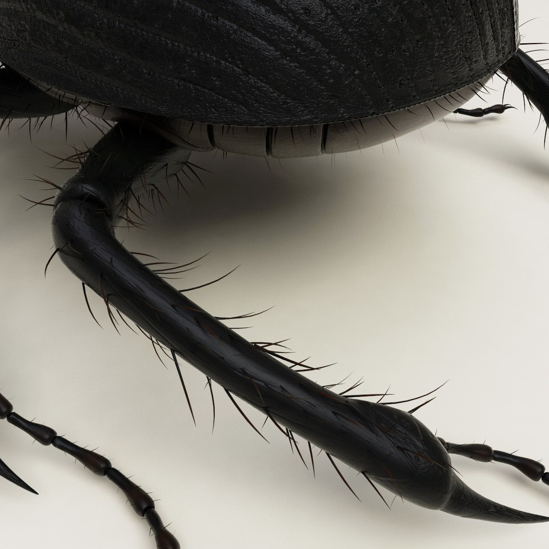 max dung beetle https://p.turbosquid.com/ts-thumb/rJ/uQVh1C/6SIcCJ0Z/dung_beetle_14/jpg/1315488622/1920x1080/fit_q87/7cc3ed4194be9a96c8a934ecd3d7f23d82a16b5f/dung_beetle_14.jpg