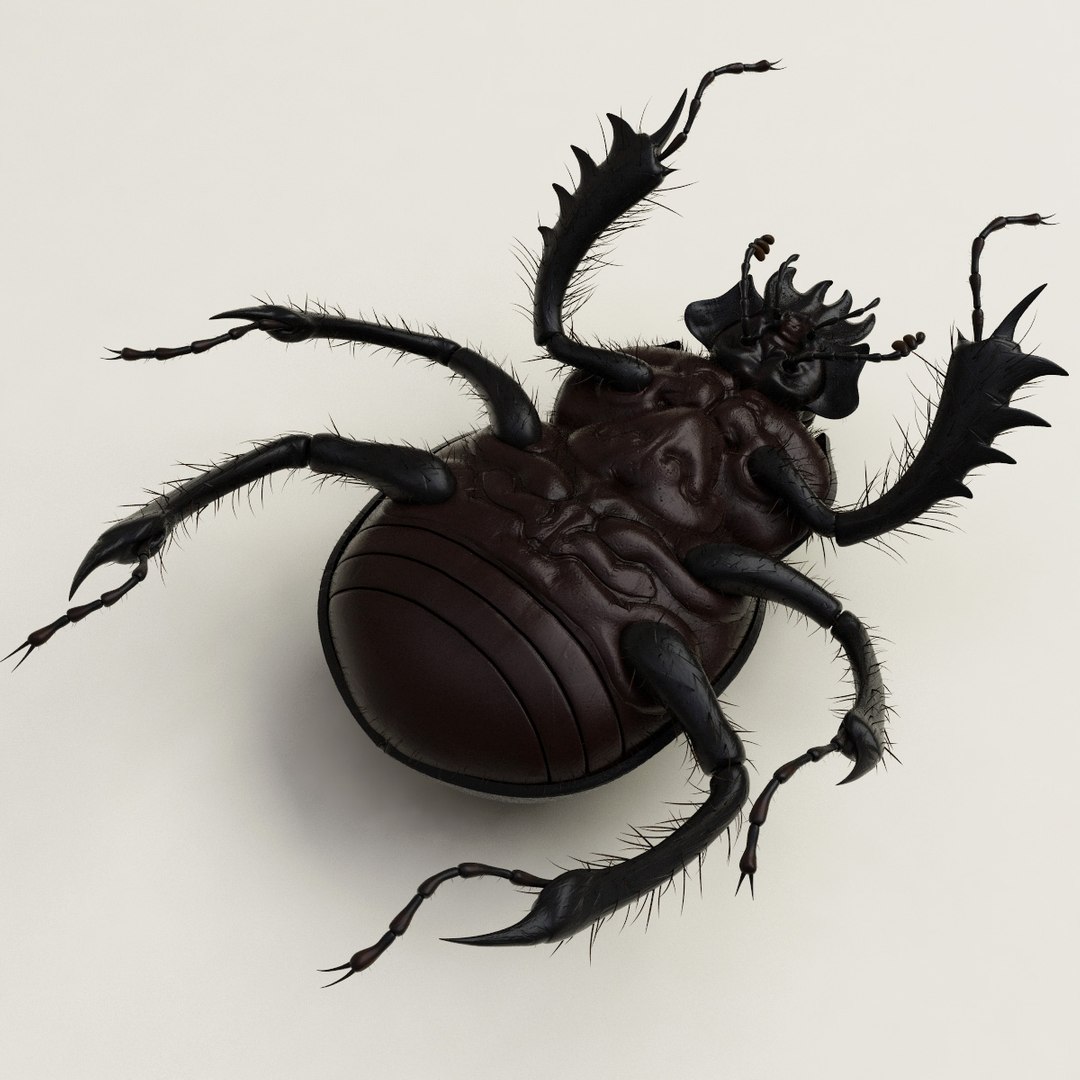 max dung beetle https://p.turbosquid.com/ts-thumb/rJ/uQVh1C/6qjhJT4B/dung_beetle_19/jpg/1315488622/1920x1080/fit_q87/92dd074207e1efa782a5df9de1a9911e26422782/dung_beetle_19.jpg