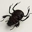 Dung Beetle