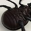 Dung Beetle