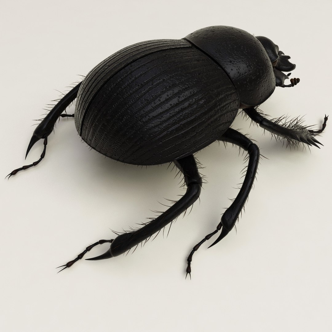 max dung beetle https://p.turbosquid.com/ts-thumb/rJ/uQVh1C/Acwgz5Bz/dung_beetle_06/jpg/1315488621/1920x1080/fit_q87/99d14551ded97101e94ea851251bb84e90296680/dung_beetle_06.jpg