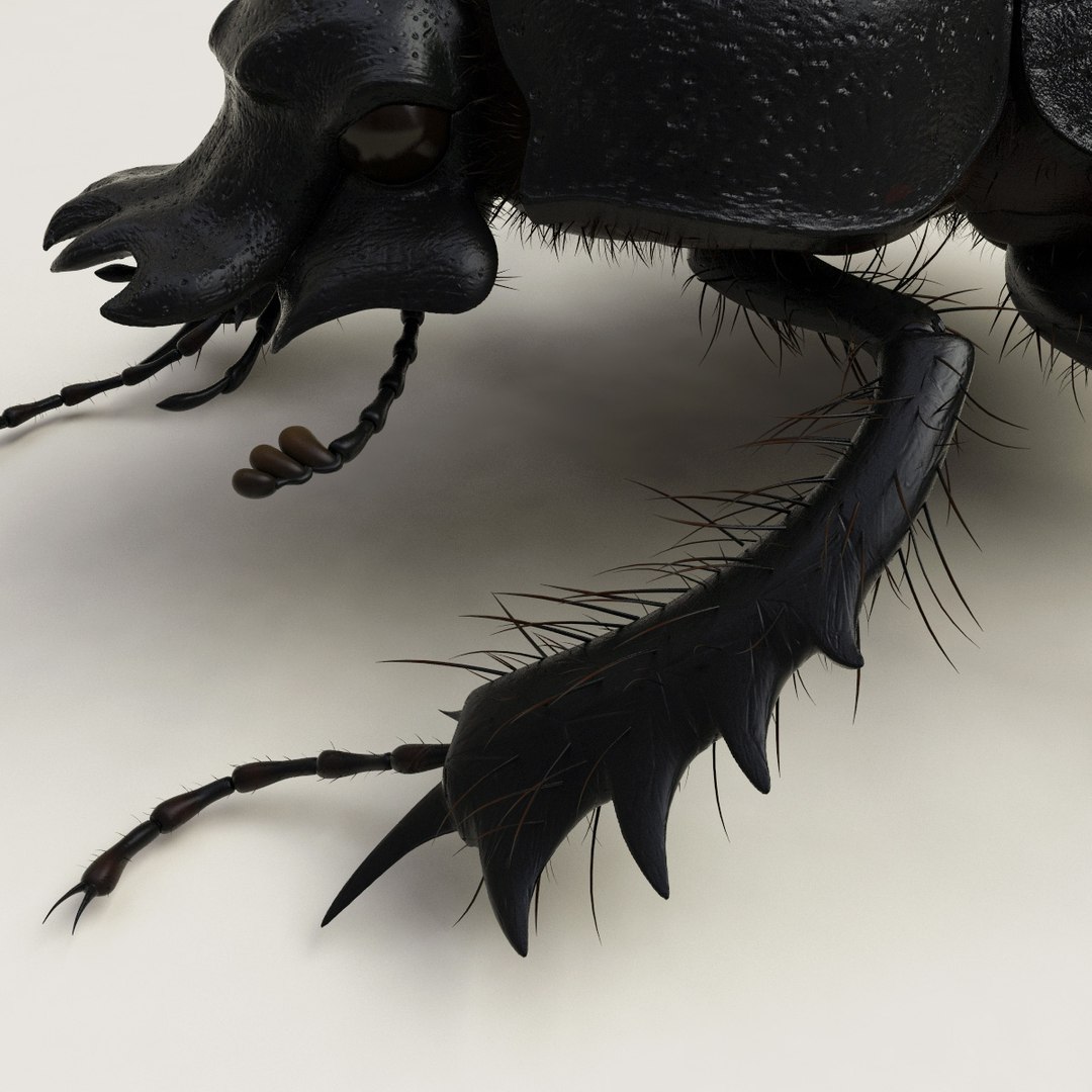 max dung beetle https://p.turbosquid.com/ts-thumb/rJ/uQVh1C/DC5jx2Dy/dung_beetle_15/jpg/1315488622/1920x1080/fit_q87/3596ac08b7353aa47e9406fcd43cc08665b64e73/dung_beetle_15.jpg
