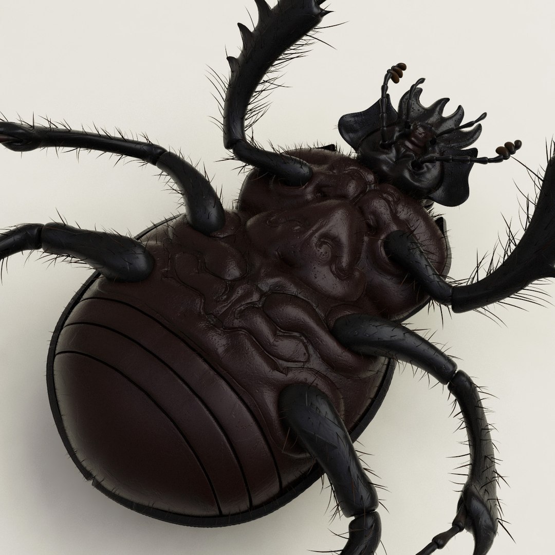 max dung beetle https://p.turbosquid.com/ts-thumb/rJ/uQVh1C/DO0GAcaS/dung_beetle_20/jpg/1315488622/1920x1080/fit_q87/dad33d748e0663a85a45ea59d1a5ab489b5be259/dung_beetle_20.jpg
