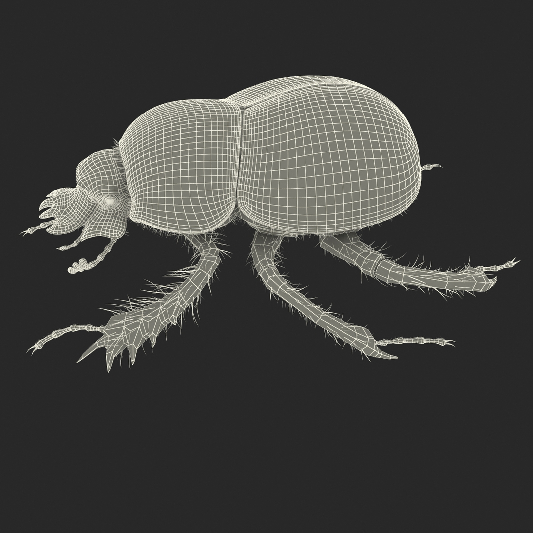 max dung beetle https://p.turbosquid.com/ts-thumb/rJ/uQVh1C/DUa9KIFu/dung_beetle_360_grid/jpg/1315488622/1920x1080/turn_fit_q99/150821d03002b1d067bba9e9660ce35137033b72/dung_beetle_360_grid-1.jpg