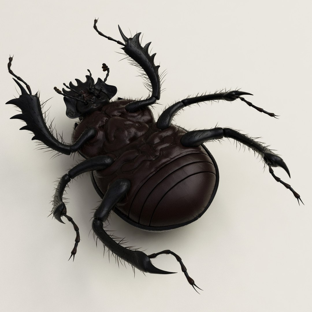 max dung beetle https://p.turbosquid.com/ts-thumb/rJ/uQVh1C/FCgPKjIF/dung_beetle_18/jpg/1315488622/1920x1080/fit_q87/460be1e1299a2a80164b245c7f4c4f0ba66815ae/dung_beetle_18.jpg