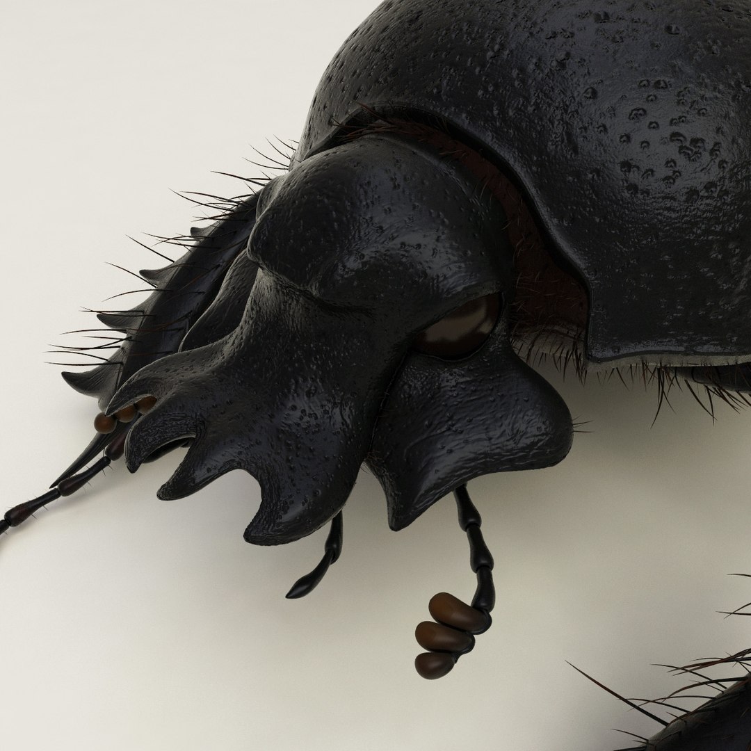 max dung beetle https://p.turbosquid.com/ts-thumb/rJ/uQVh1C/KKqeiG67/dung_beetle_11/jpg/1315488622/1920x1080/fit_q87/49d33254e2e70a71fd14e5868ec24b876c53cd19/dung_beetle_11.jpg