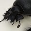 Dung Beetle