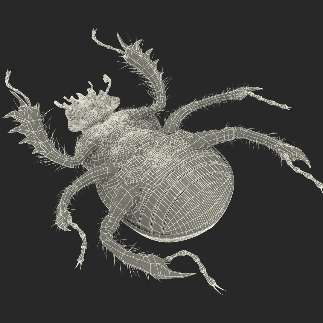 max dung beetle https://p.turbosquid.com/ts-thumb/rJ/uQVh1C/Ng0y2pmv/dung_beetle_29/jpg/1315488622/1920x1080/fit_q87/6442720566b80bb2fff616da2fa19be331f3dffa/dung_beetle_29.jpg