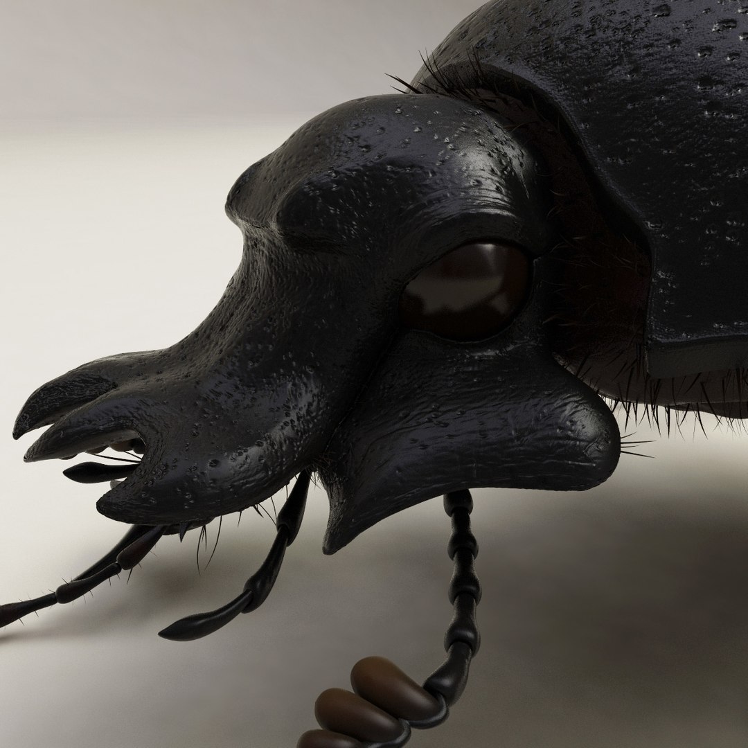 max dung beetle https://p.turbosquid.com/ts-thumb/rJ/uQVh1C/NnEBofL3/dung_beetle_16/jpg/1315488622/1920x1080/fit_q87/63e40c7d989143c16fa72d45ae8aa3a2d248e33a/dung_beetle_16.jpg