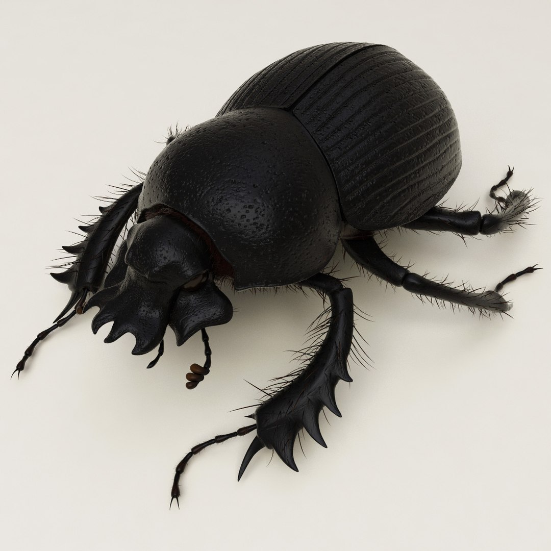 max dung beetle https://p.turbosquid.com/ts-thumb/rJ/uQVh1C/NoIA21ox/dung_beetle_02/jpg/1315488621/1920x1080/fit_q87/9d970d514db969eaf390ed43a0f76a57b899a566/dung_beetle_02.jpg