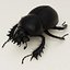 Dung Beetle