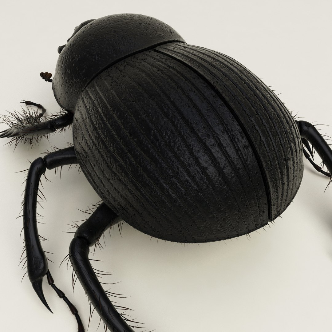 max dung beetle https://p.turbosquid.com/ts-thumb/rJ/uQVh1C/QeGgwgoQ/dung_beetle_10/jpg/1315488621/1920x1080/fit_q87/d9ba87b06f09f3d3693b8b09a8ffae6f4bd8817f/dung_beetle_10.jpg
