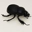 Dung Beetle