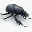 Dung Beetle