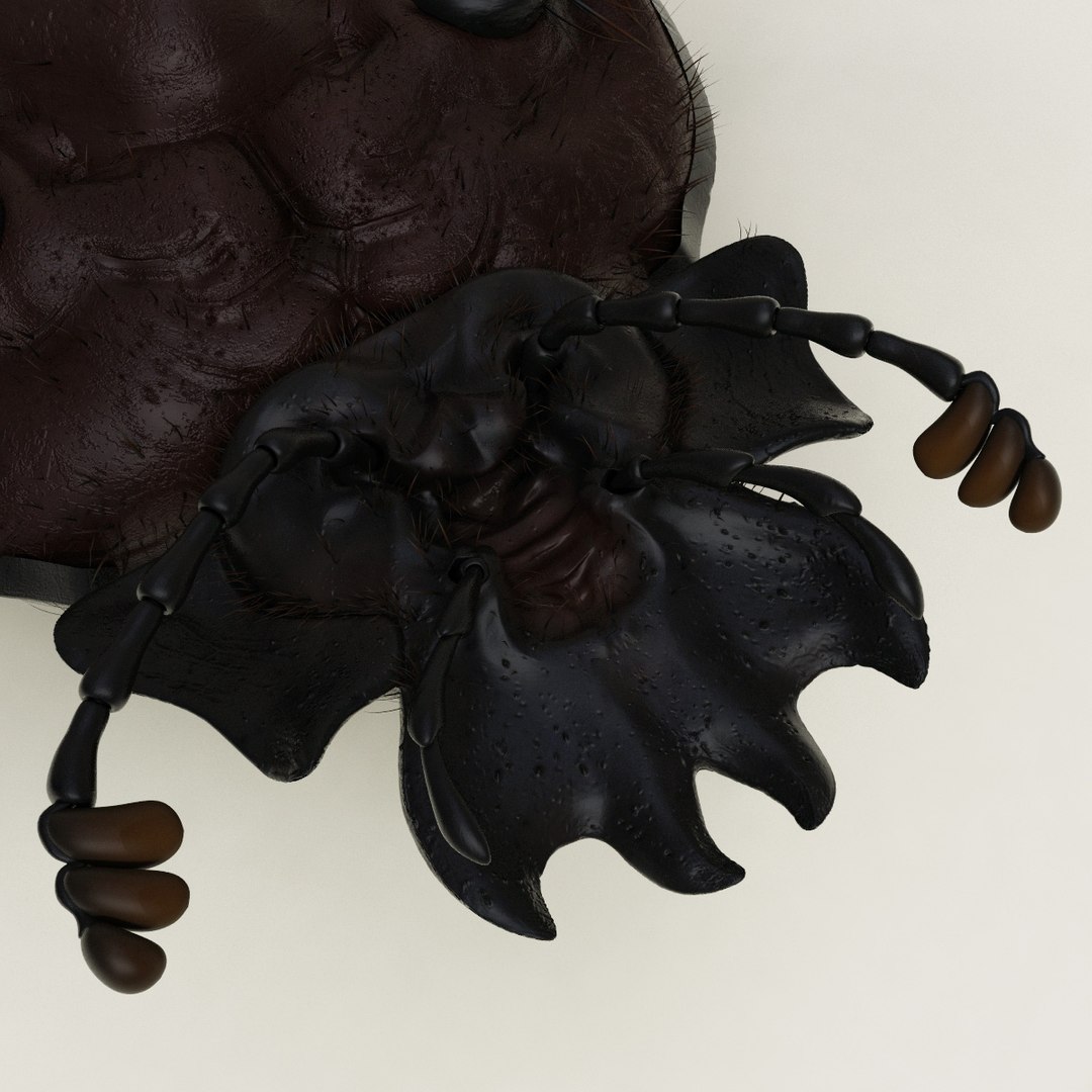 max dung beetle https://p.turbosquid.com/ts-thumb/rJ/uQVh1C/Y8MKufz7/dung_beetle_25/jpg/1315488622/1920x1080/fit_q87/f0118fcf03d58bb0c4cc0516aa85240c8d90a20e/dung_beetle_25.jpg