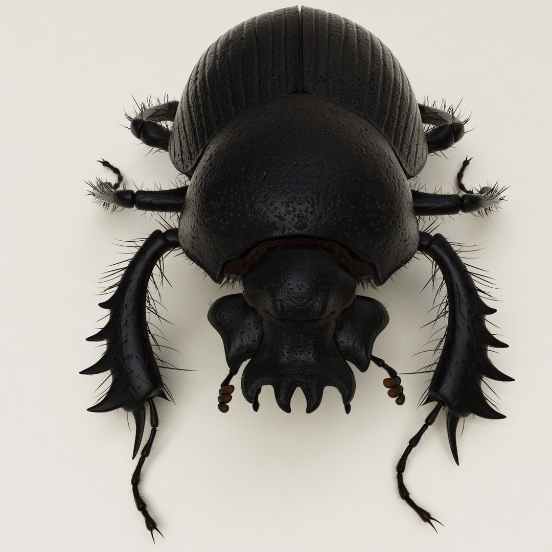 max dung beetle https://p.turbosquid.com/ts-thumb/rJ/uQVh1C/a74ziTg9/dung_beetle_03/jpg/1315488621/1920x1080/fit_q87/b8e09e378ab0999f34cca8cc5540d530ad88a17f/dung_beetle_03.jpg